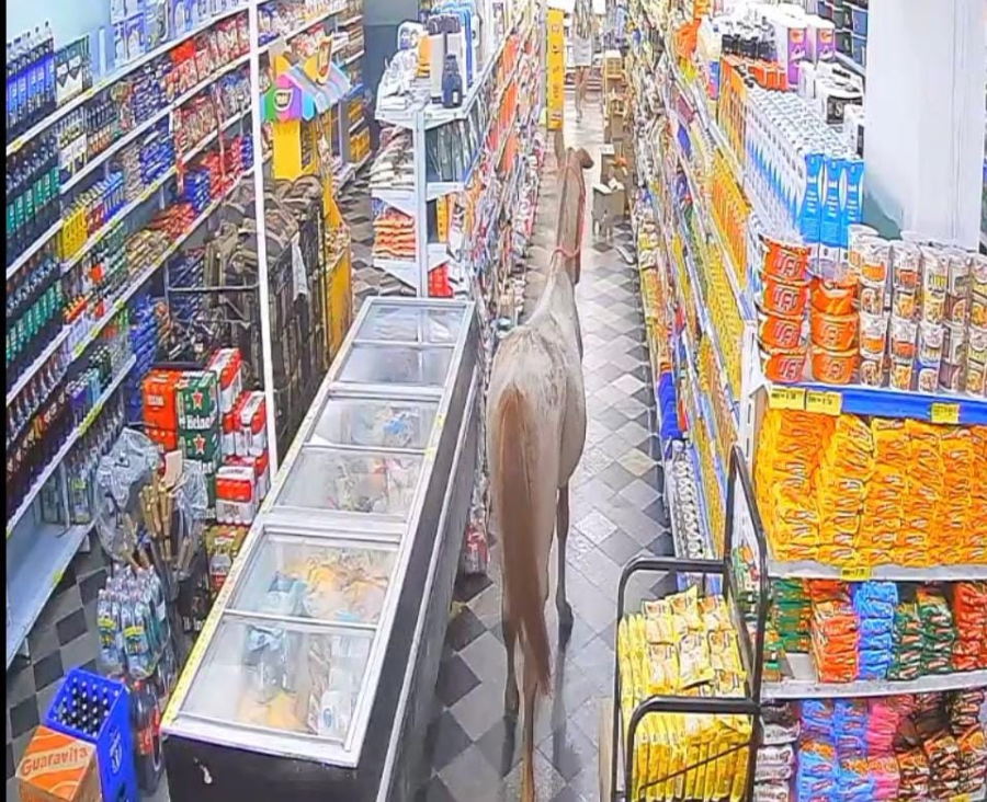 Cavalo invade mercado em Bom Jesus do Itabapoana e surpreende funcionária 