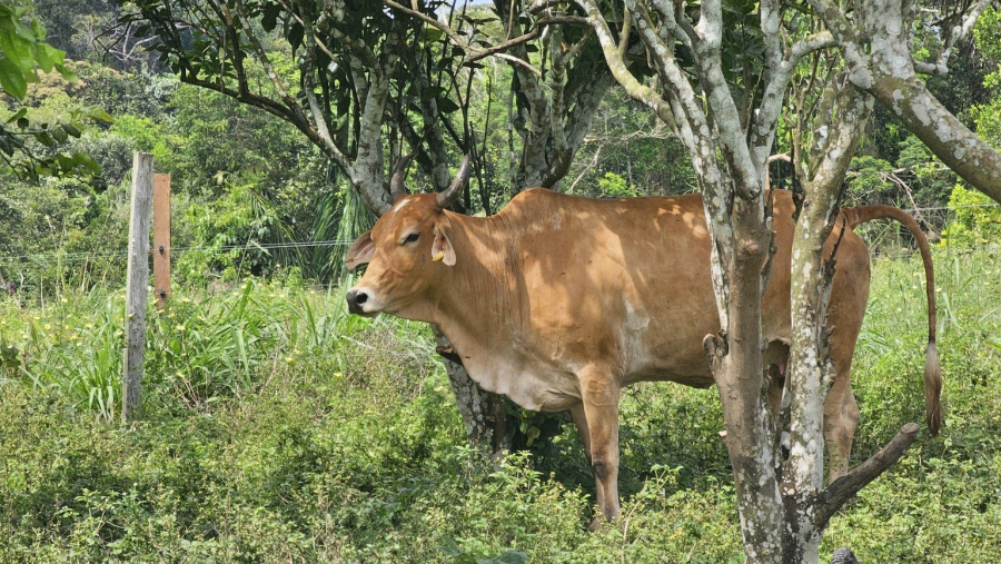 Vacinação contra raiva em herbívoros é obrigatória em Apuí após confirmação de caso da doença